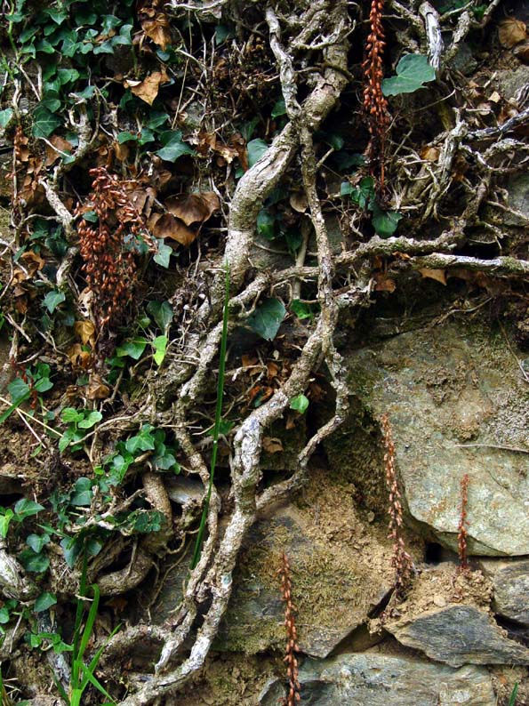 raices