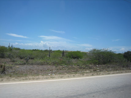 169 - vegetación