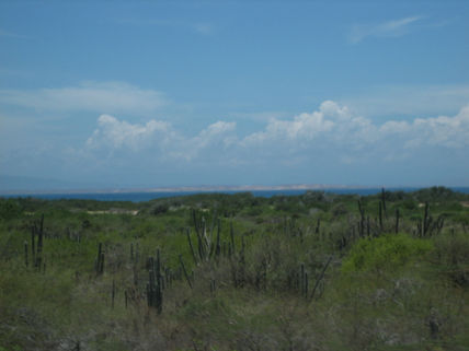 170 - vegetación