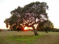 Acariciando el amanecer