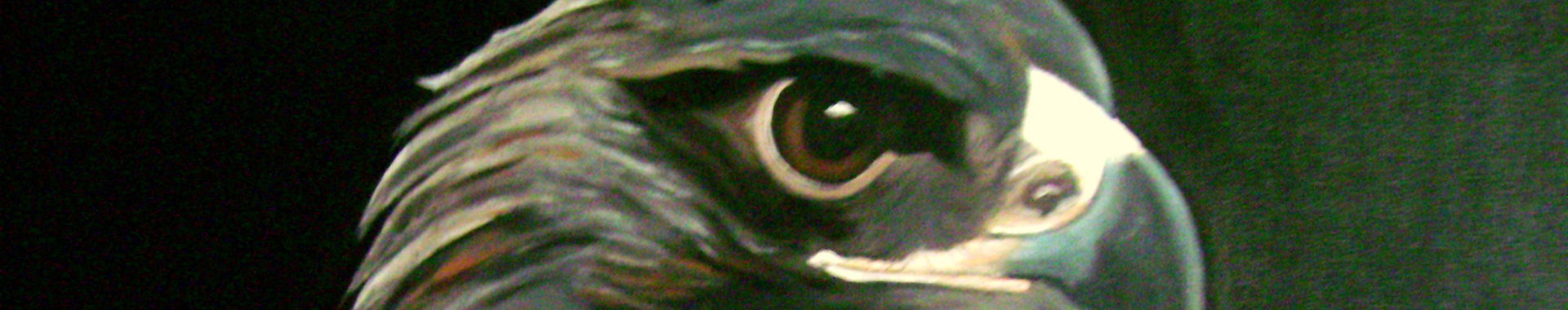 Imagen de portada