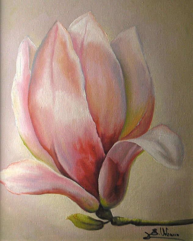 magnolia rosa