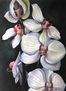 orquidea blanca
