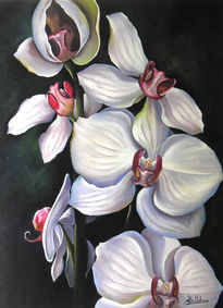 Orquidea blanca