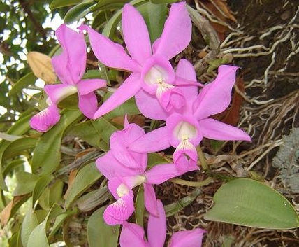 Orquídeas de mi Jardín
