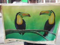 Tucan de costa rica