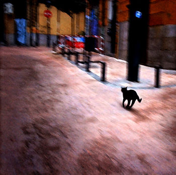 Gato callejero por patas, centro Madrid Fotoperiodismo y documental Color (Digital)