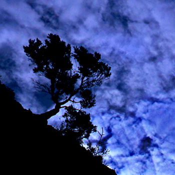 Detalle árbol encaramado en el Hierro, Canarias Nature Color (Manual)