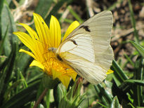 Mariposa blanca -...