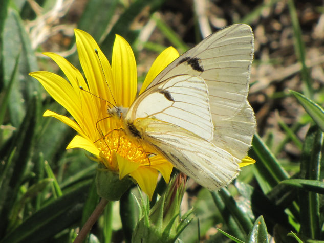 MARIPOSA BLANCA - INSECTOS DE ARGENTINA Nature Color (Digital)