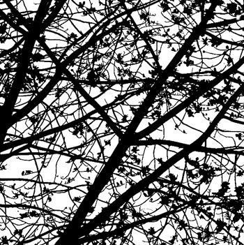 Detalle árbol, el Cairo Conceptual/Abstract Color (Digital)