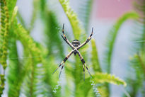 Araña