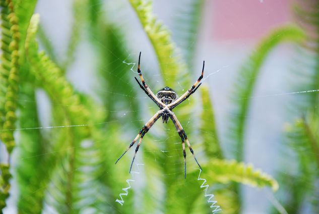 Araña 