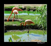 Flamencos