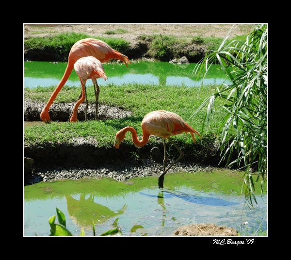 Flamencos Naturaleza Color (Digital)