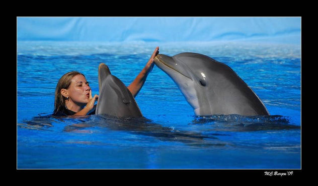 Entrenadora con delfines