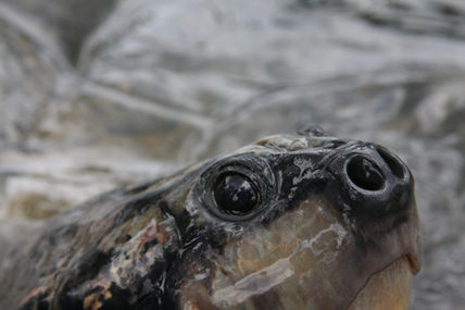 Tortuga