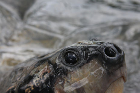 Tortuga