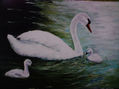 cisnes