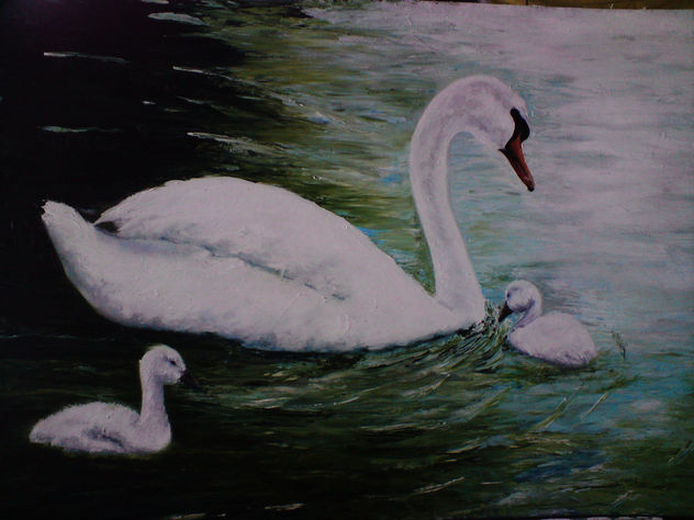 cisnes