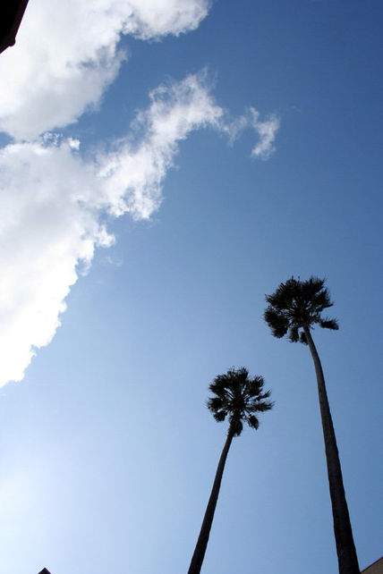 Portugal Palms