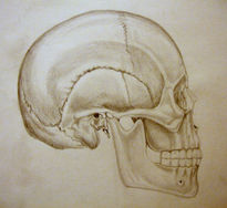 Craneo lateral