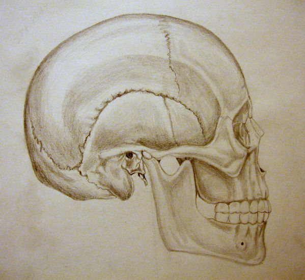 craneo lateral 