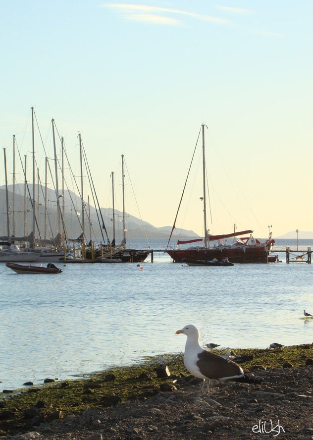 En compañía de la gaviota