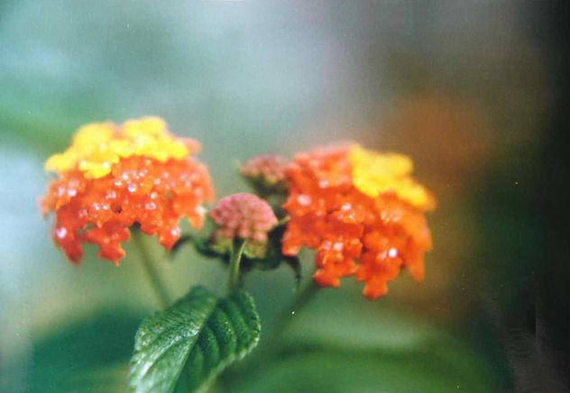 GEMELAS