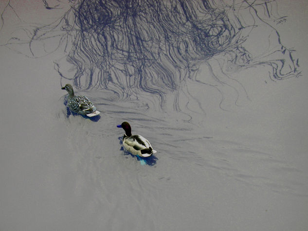 Patos en Badajoz 