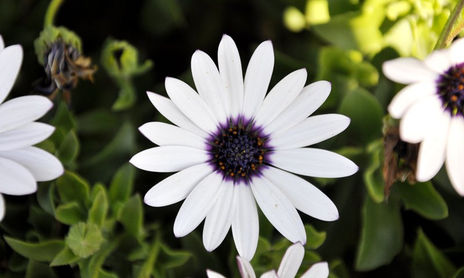 flor y abeja