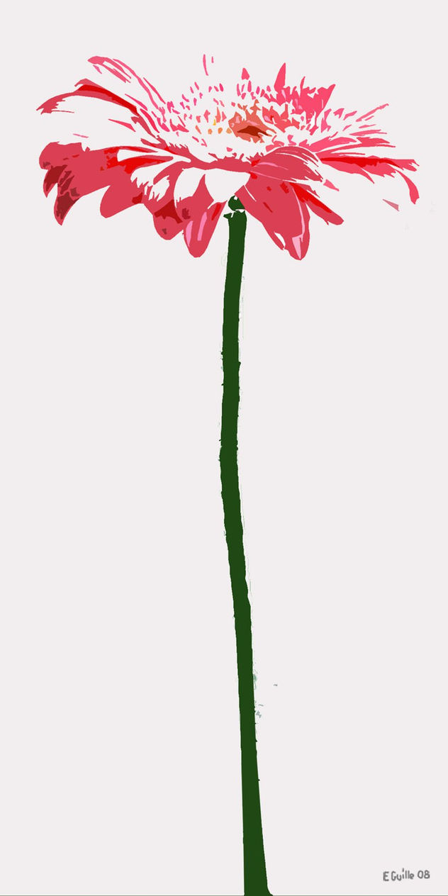 gervera rosa