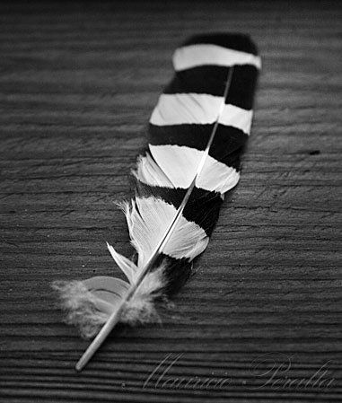 Pluma