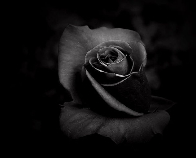 Rosa negra Other Themes Black and White (Digital)