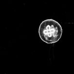 Medusas - serie de 4 fotos thumbnail 1
