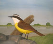 pitangus sulphuratus