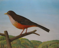 Turdus rufiventris