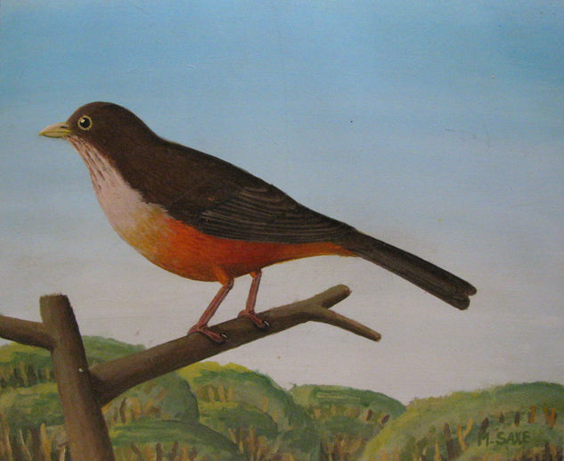 turdus rufiventris 