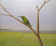 chlorostilbon aureoventris