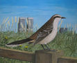 mimus saturninus