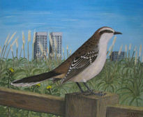 Mimus saturninus