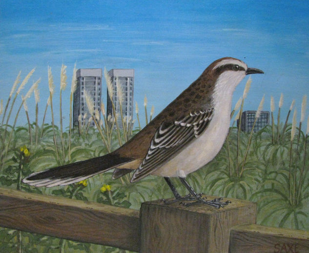 mimus saturninus 
