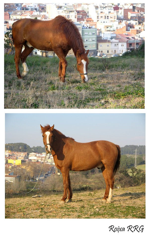 caballo en la ciudad