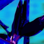 AVES DEL PARAISO thumbnail 1