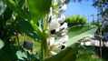 FLOR DE LA HABA