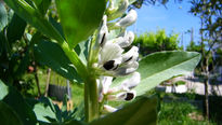 Flor de la haba