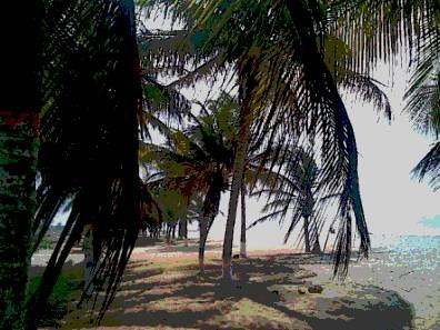 Cocoteros