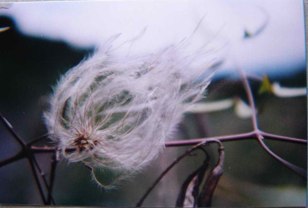 PLUMERILLO DEL CAMPO Naturaleza Color (Química)