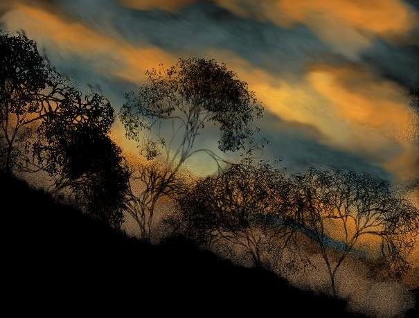 Castanheiras ao pôr do sol