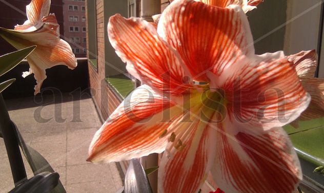 Clivias salmón-fotografía de mi balcón- mayo 2011